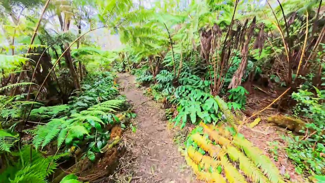 Big Island Cloud Forest Trail