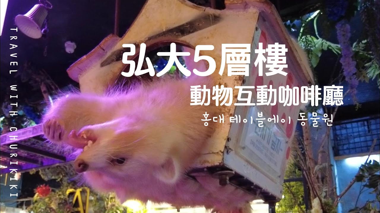 韓國弘大-室內動物園🦝浣熊吃播🐍摸蛇體驗 與動物一起度過的美好一天