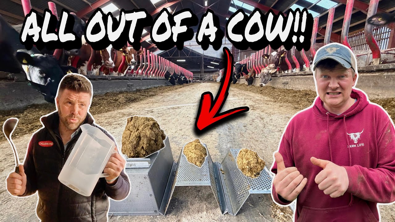 A HORRIBLE JOB!!!... WHAT'S IN COW POO!?