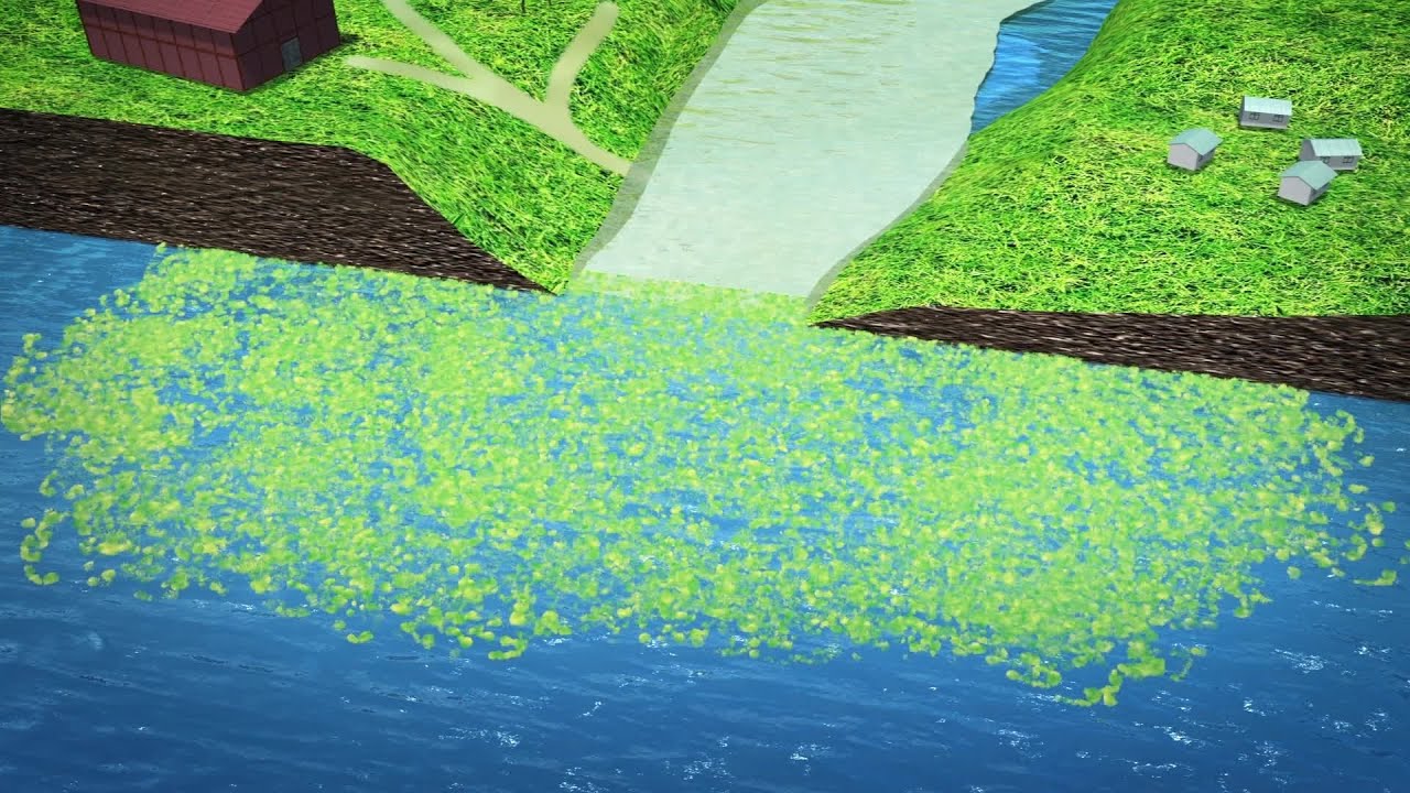 Oceans are being depleted of oxygen due to climate change and run offs