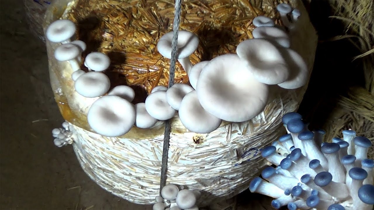 How to Prepare Organic & Tasty Mushroom at Home | Cultivation Village Food