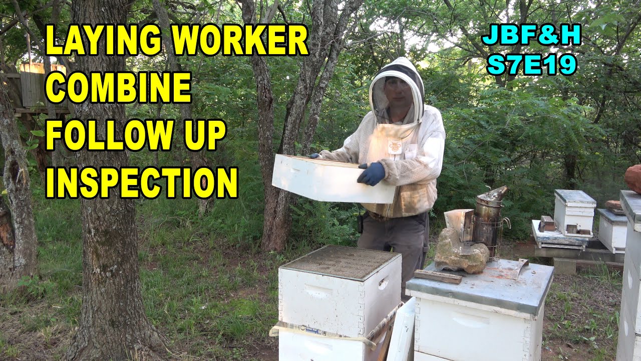 Laying Worker Combine Follow Up Inspection S7E19 #beekeeping
