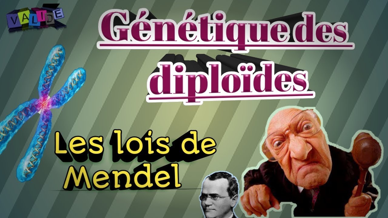 Génétique des diploides,....SVI S4--- Vidéo1.....[Les lois de Mendel en arabe].