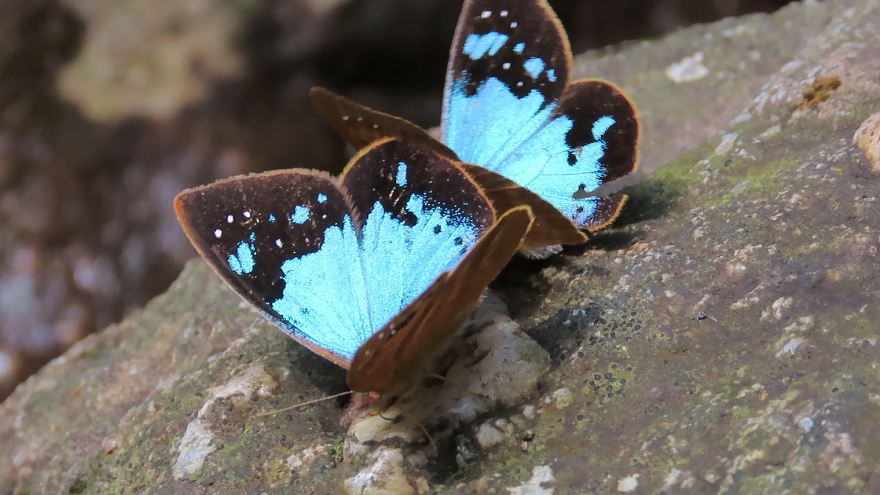 Lymanopoda samius  (Nymphalidae: Satyrinae: Pronophilina) Cordillera Oriental,  Colombia