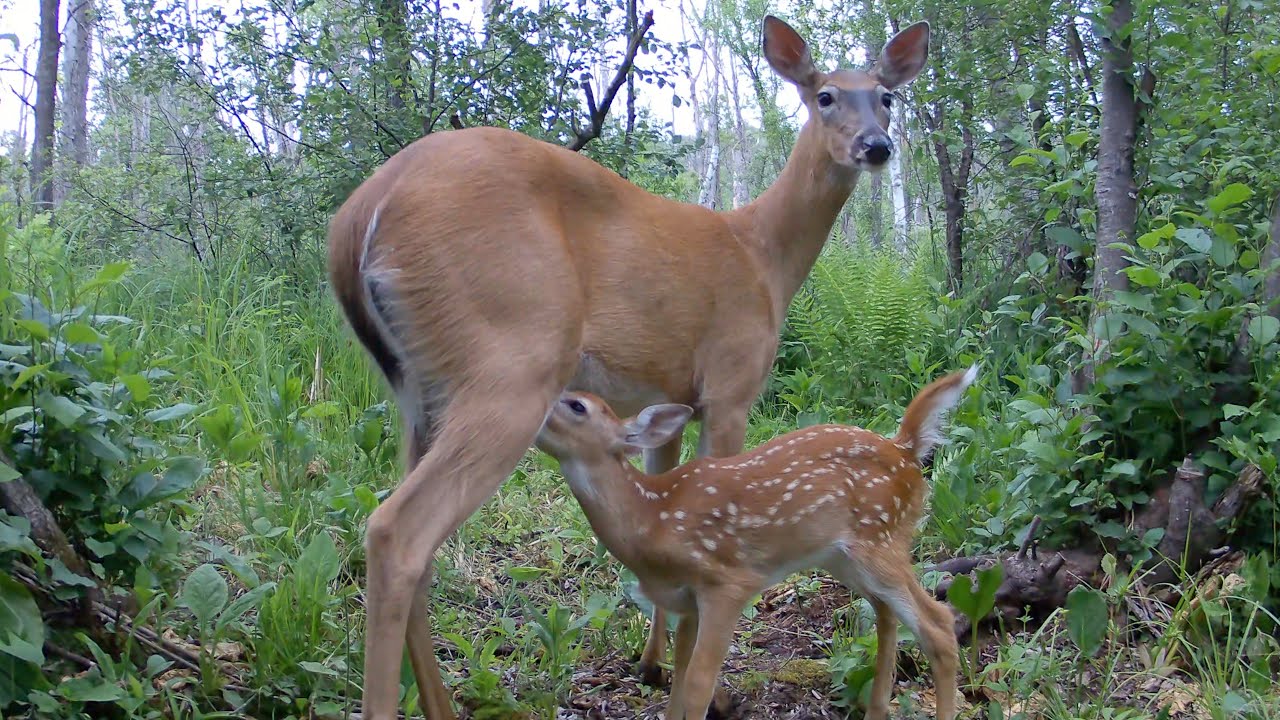 Whitetail Doe Nursing and Grooming Her Newborn Fawn