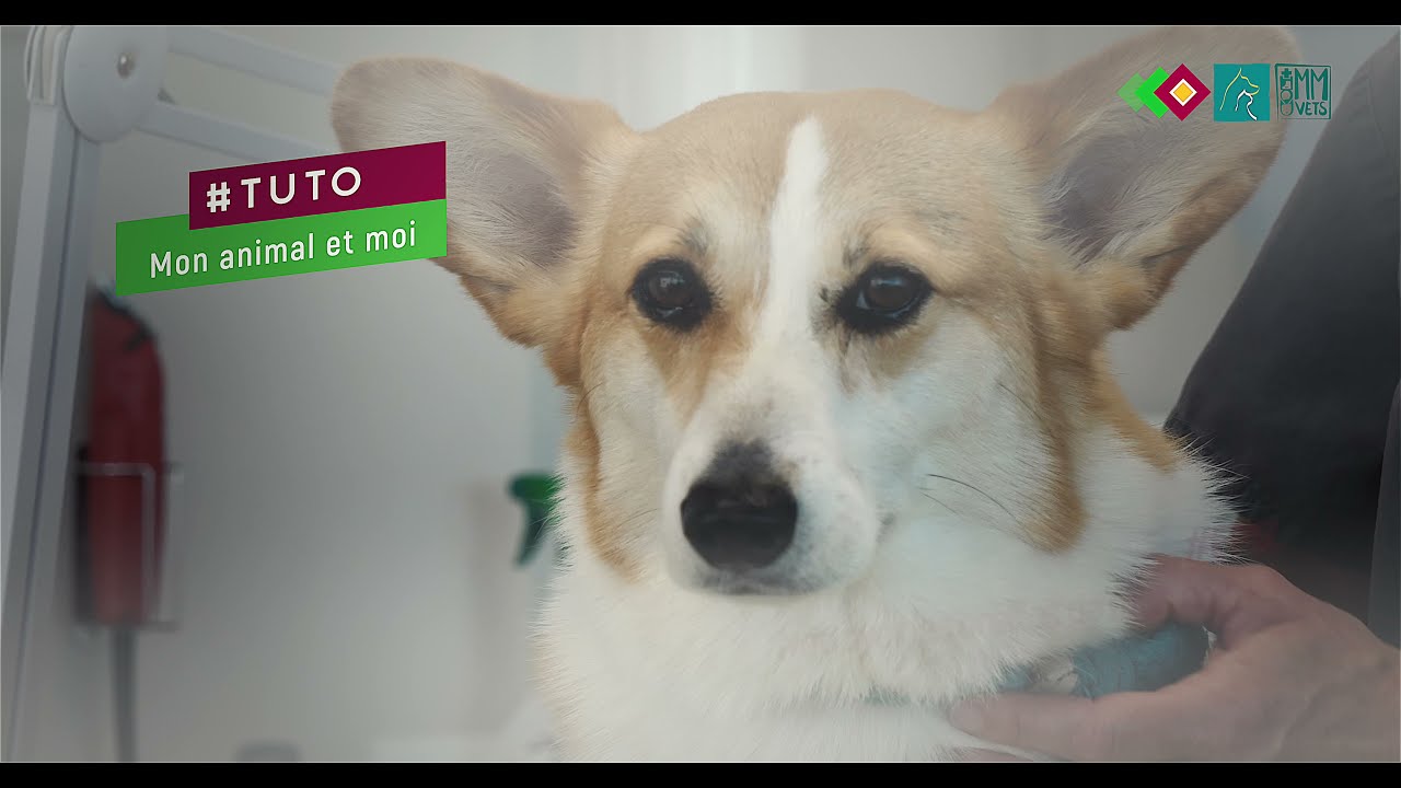 Nettoyer les oreilles de mon chien