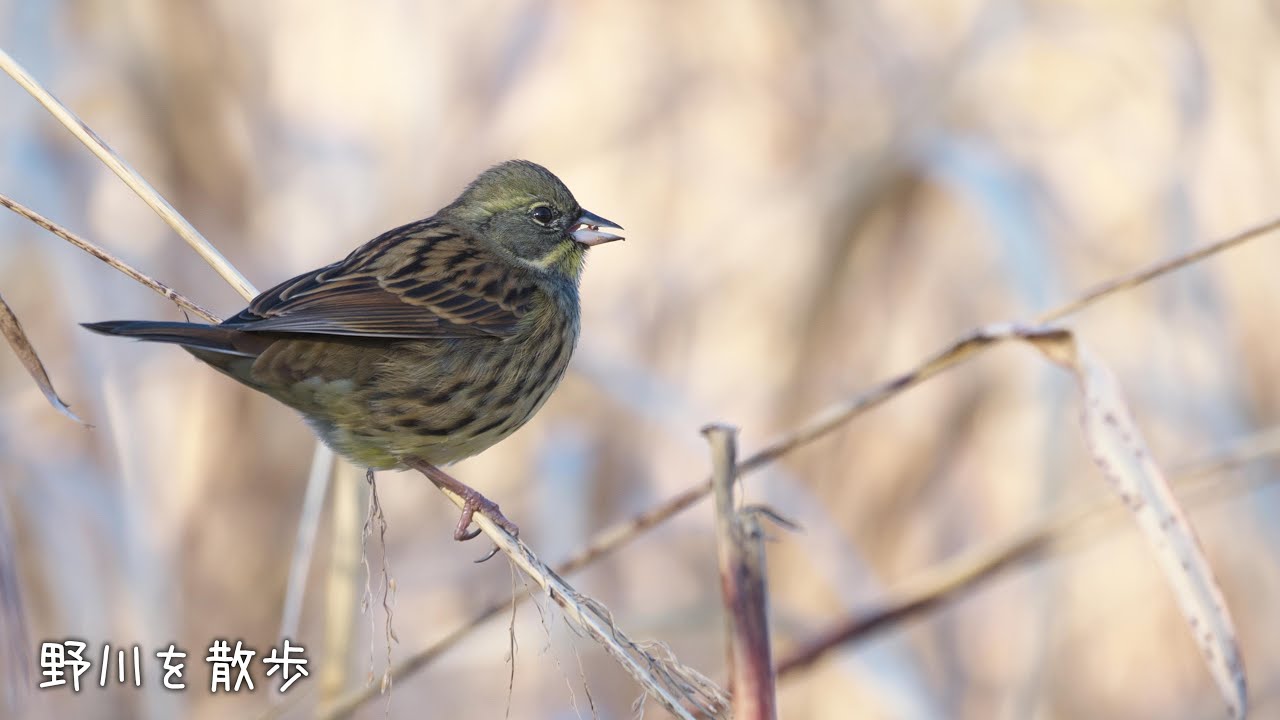 野川を散歩 20260114
