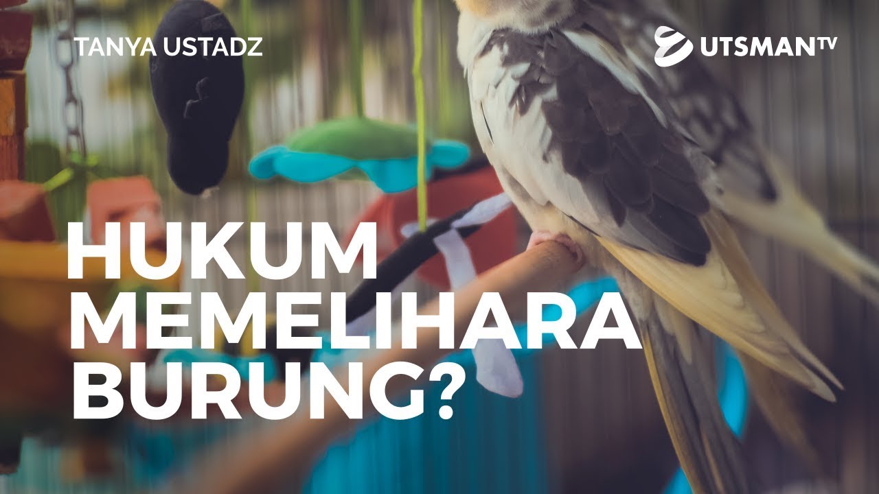 Tanya Ustadz - Hukum Memelihara Burung? - Ustadz Dr. Musyaffa' Ad-Dariny, M.A.