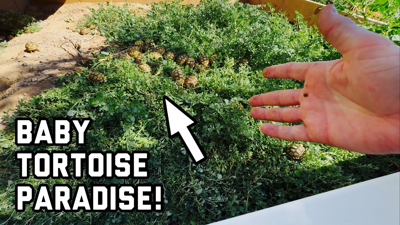 The 2025 Baby Tortoises Are Getting A Natural Outdoor Enclosure!