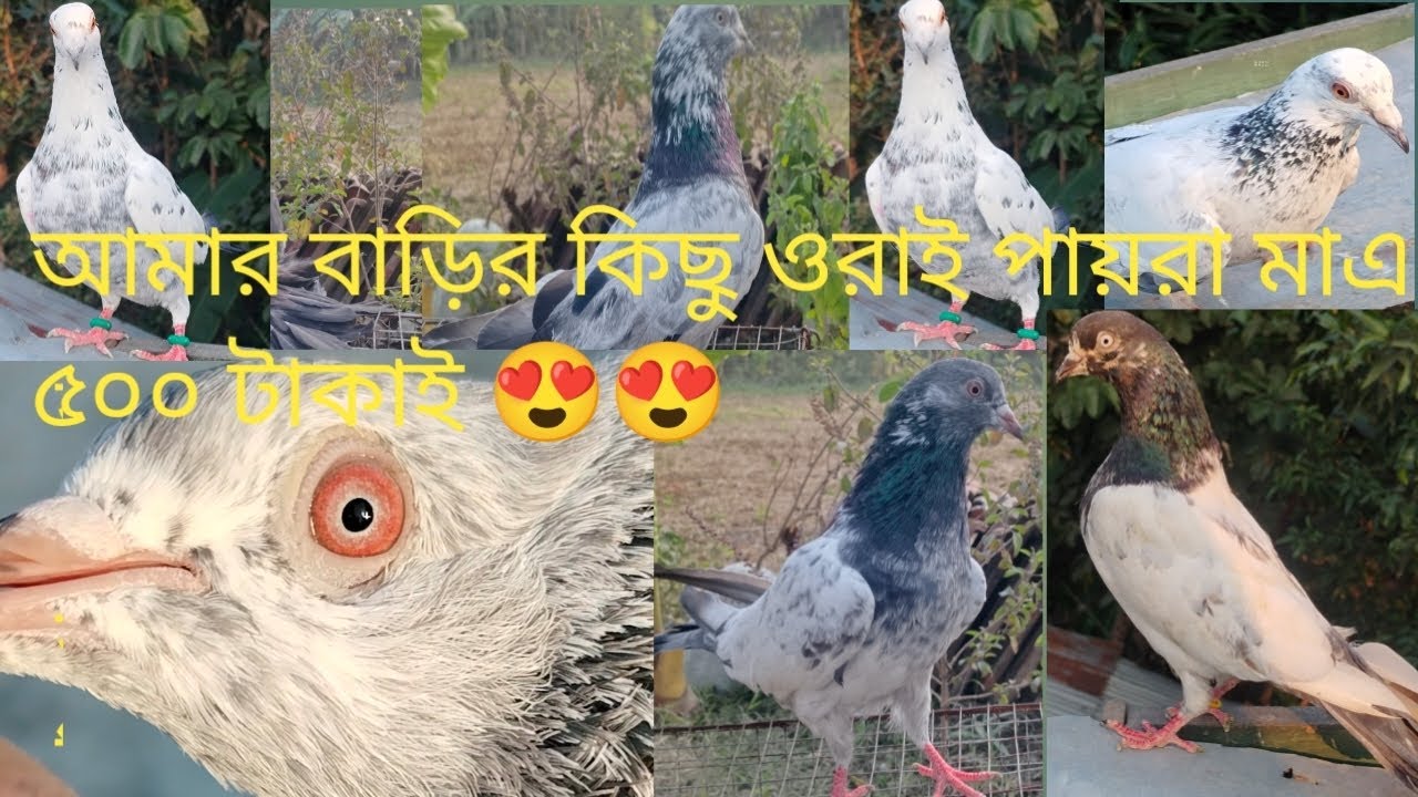 DD pigeon lovers  8972977280 sobai aktu subscribe kore deo 