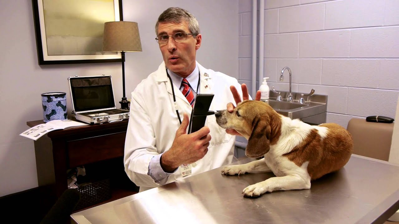 TONOVET Canine Eye-Pressure Measuring