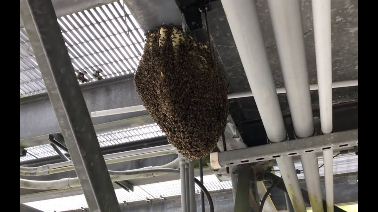 Removing Bees From A Cellphone Tower On A Rainy Day