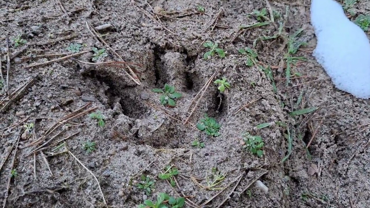Wolf oder nicht Wolf, das ist hier die Frage 🤓👩‍🎓