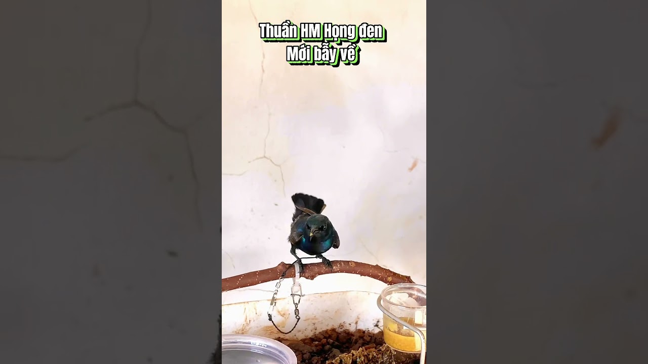 Thuần chim h&uacute;t mật họng đen cũng dễ