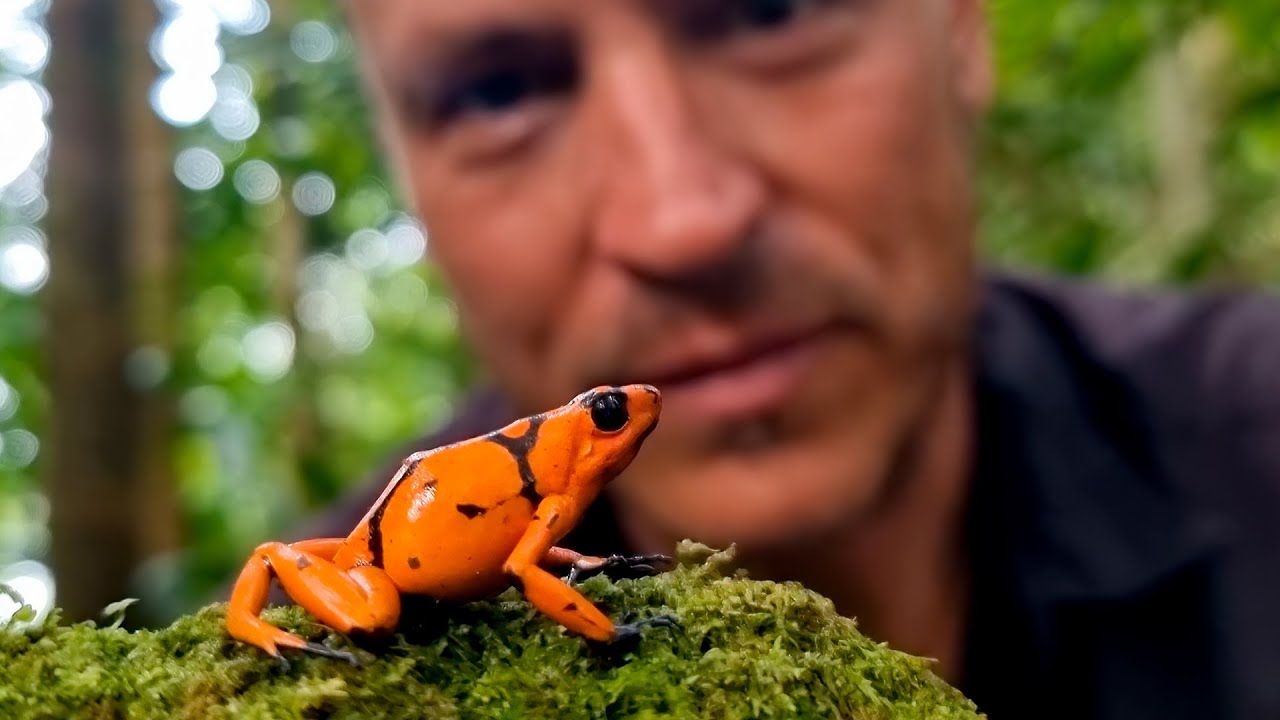 Conociendo el mundo de la Herpetología (Reptiles y Anfibios) Con Cesar Barrio Amoros Doc Frog