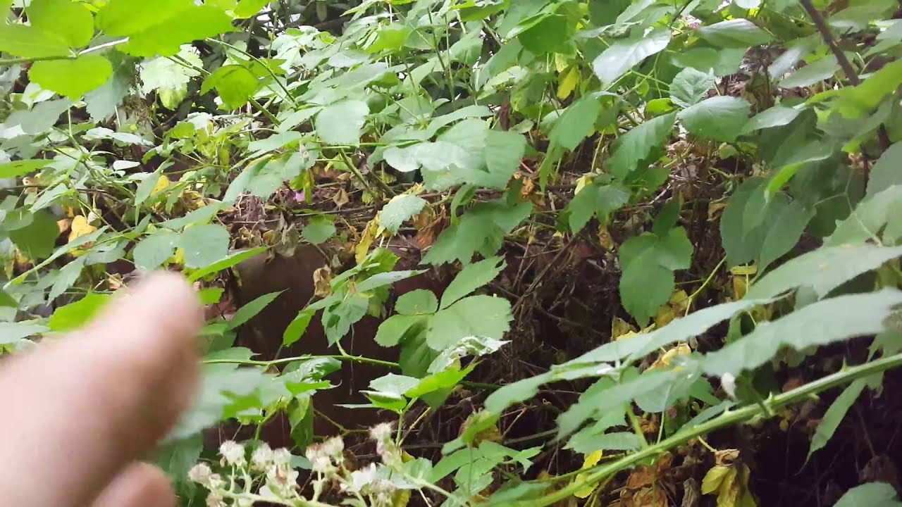 Jungle 