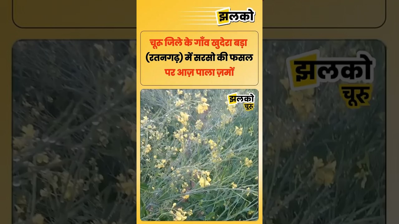 कड़ाके की ठंड में चूरू जिले के गाँव खुदेरा बड़ा रतनगढ़ में सरसो की फसल पर आज़ पाला ज़मा   !!