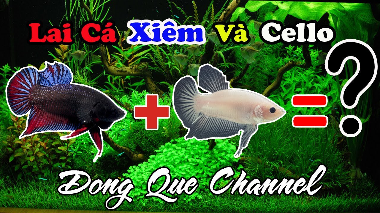 Thử Gh&eacute;p Đ&ocirc;i C&aacute; XI&Ecirc;M V&agrave; Betta CELLO - Kết Quả┃Đồng Qu&ecirc; Channel