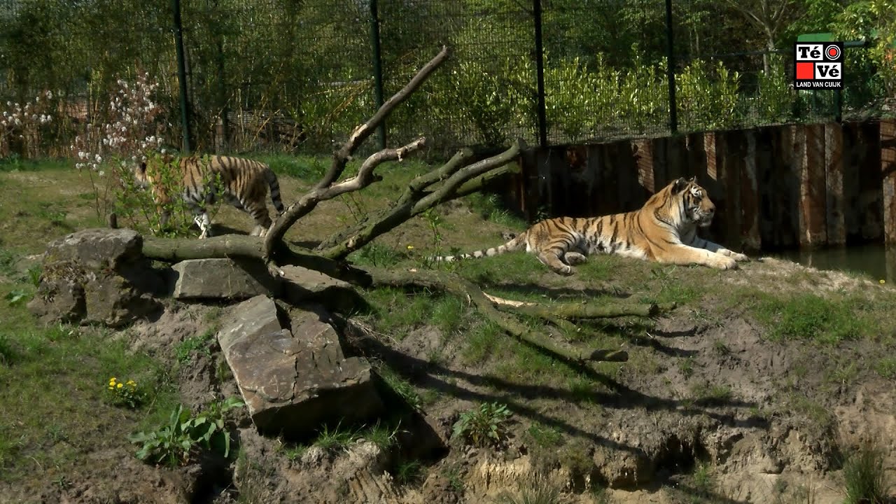 Oh, zit dat ZOO?! Afl.4 Jangalee