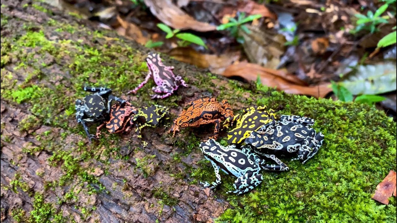 THE INCREDIBLE VARIATION OF COLORS OF ATELOPUS HOOGMOEDI IN A STREAM IN AMAPÁ - BRAZIL.