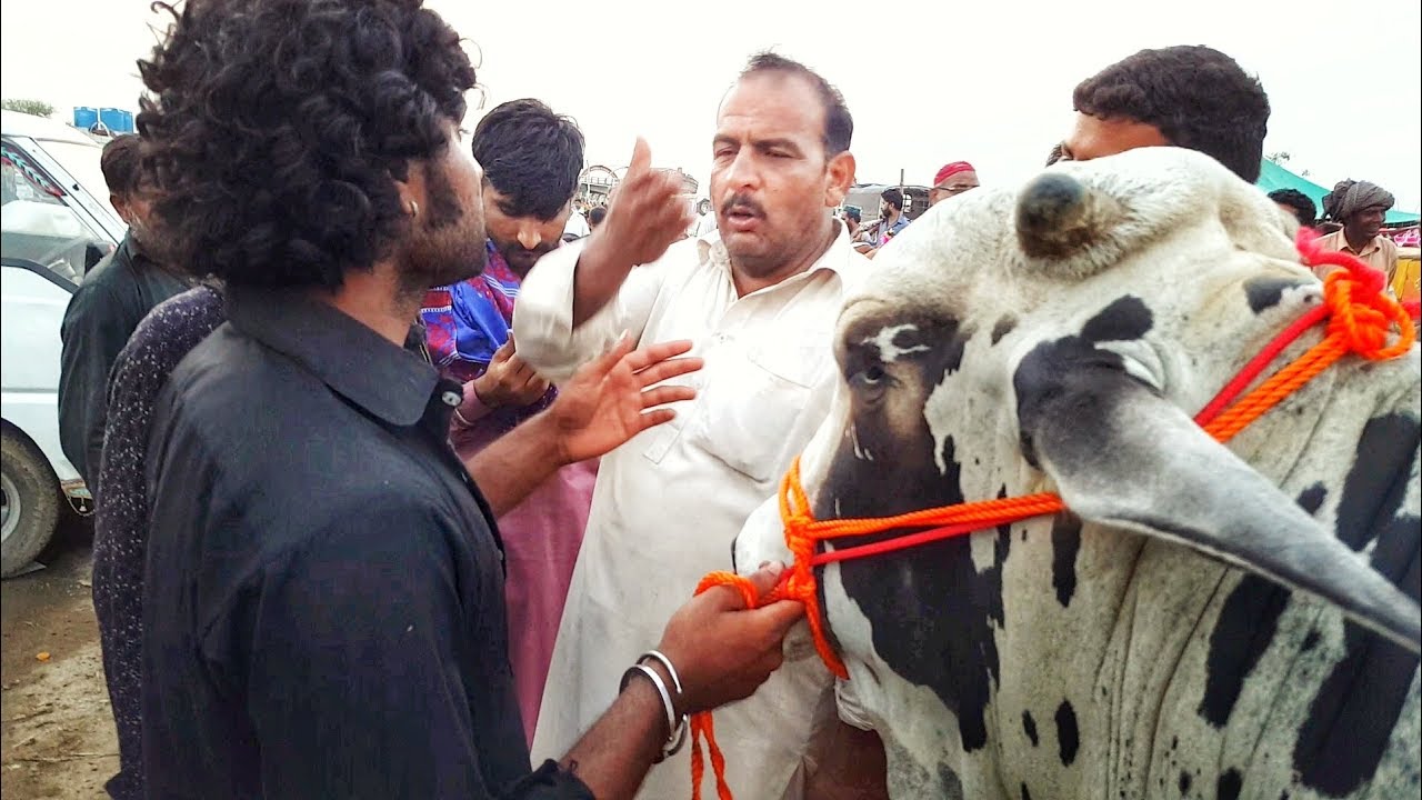JUGTAIN MARNE SE MAAL SASTA HO JATA HA ? - Bakra Eid Mandi 2019 Pakistan
