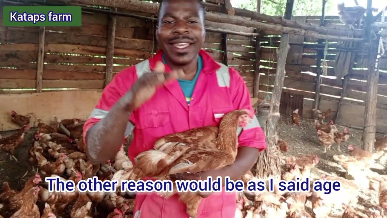 Why do chickens lose Feathers| molting in chicken/
