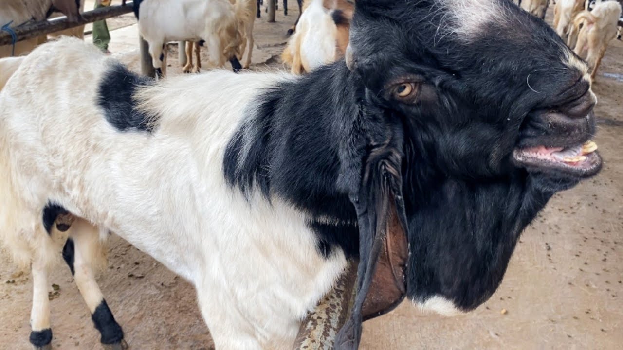 Pasar Pon Ambarawa Harga Kambing Etawa PE Jawa Randu Jantan Jumbo Pasaran Ambarawa Bawen Semarang 