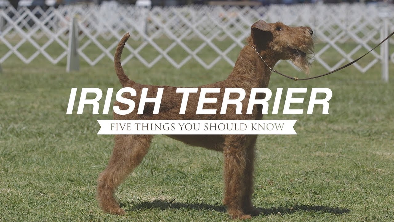 IRISH TERRIER: FIVE THINGS YOU SHOULD KNOW