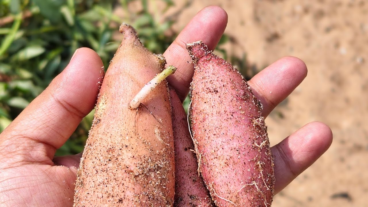 തൊരപ്പന്റെ ശല്ല്യം 🥰 #harvesting #sweetpotato #homevlog 