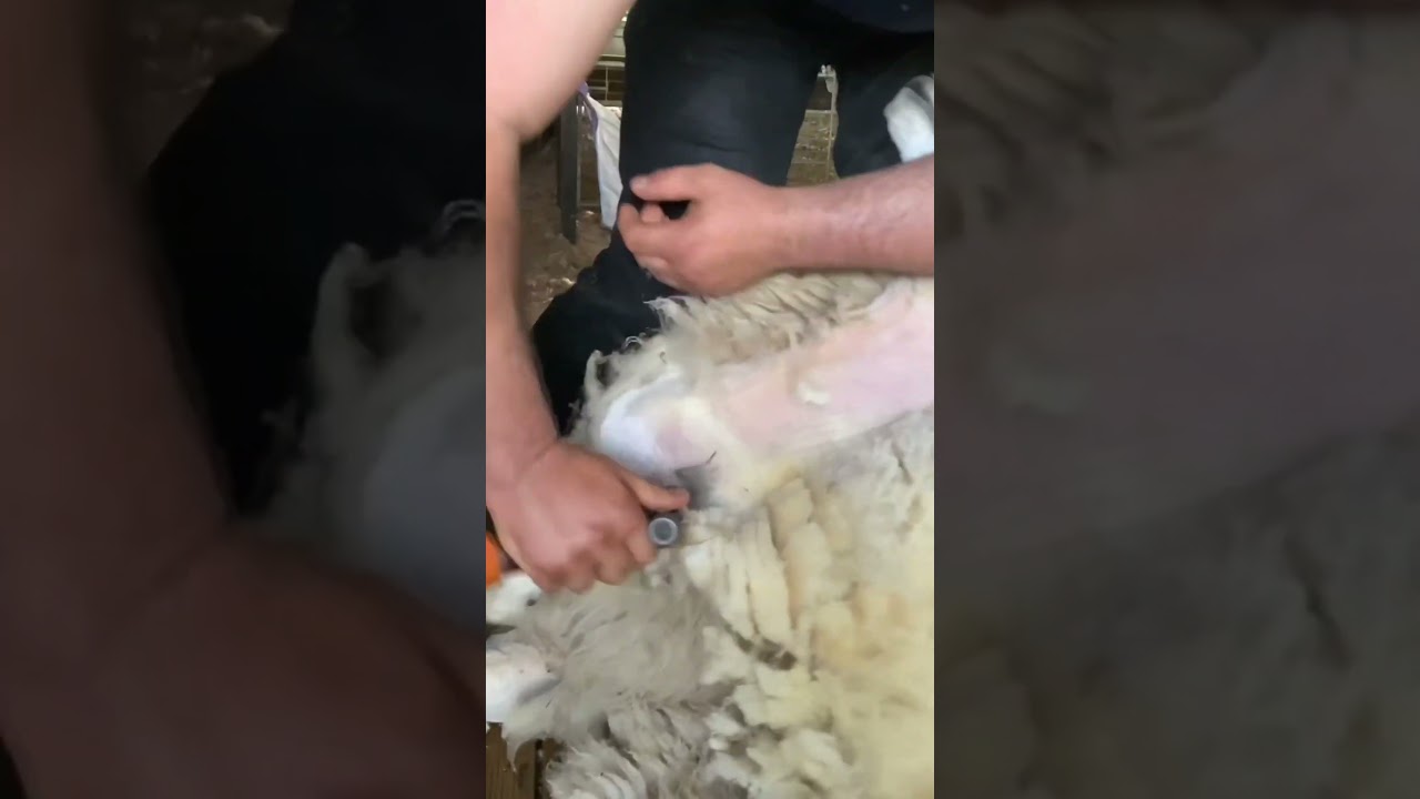 Archie demonstrates shearing show sheep #heiniger #shearing
