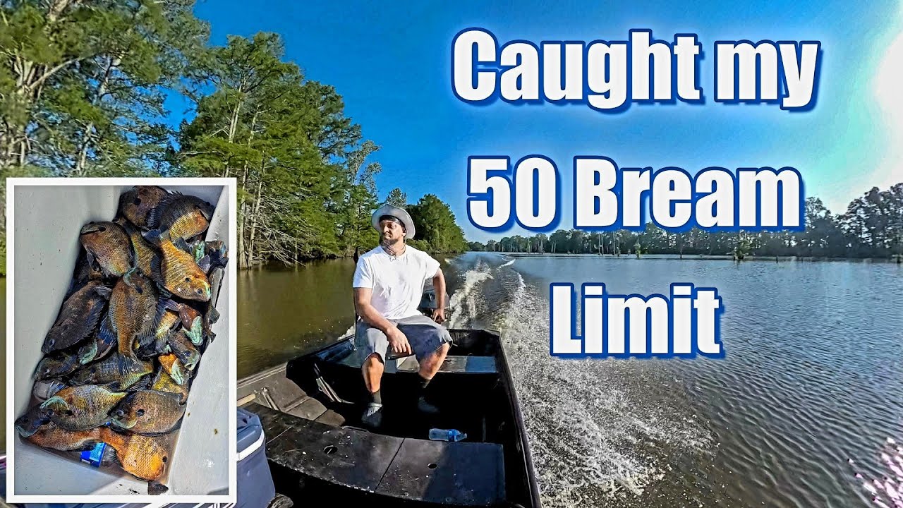 Bream Fishing - Caught My Limit Again at Lake Wallace