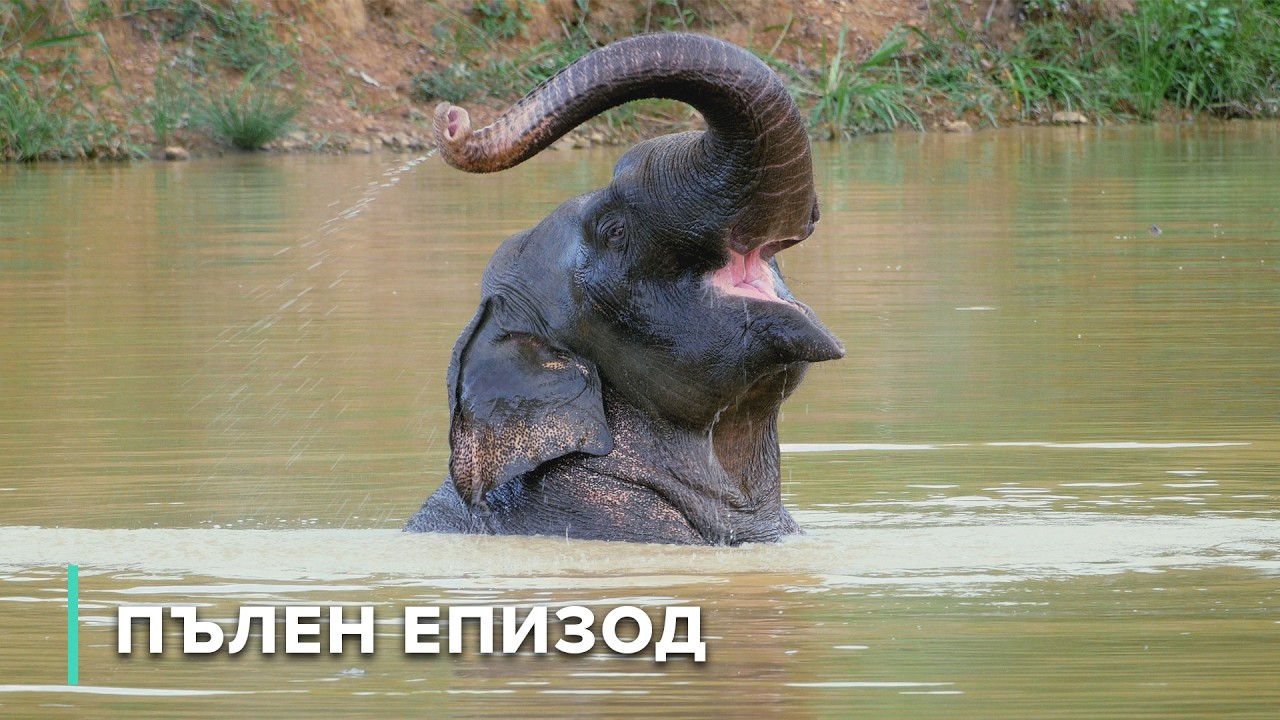 Животът из водните пътища в тайландската джунгла | Загадките на Меконг 105