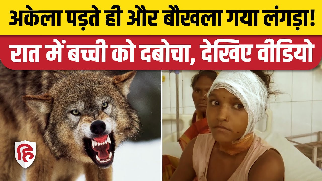 Bahraich Bhediya News:  लंगड़ा सरदार भेड़िए ने फिर किया हमला, बच्ची घायल | Bahraich Wolf Attack