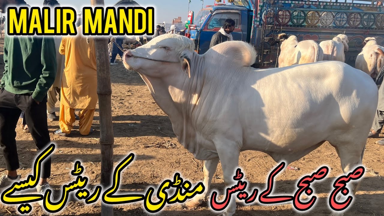 Malir Mandi Karachi Cattle Rates Updates 4 February 2026 | cow mandi | qurbani 2026