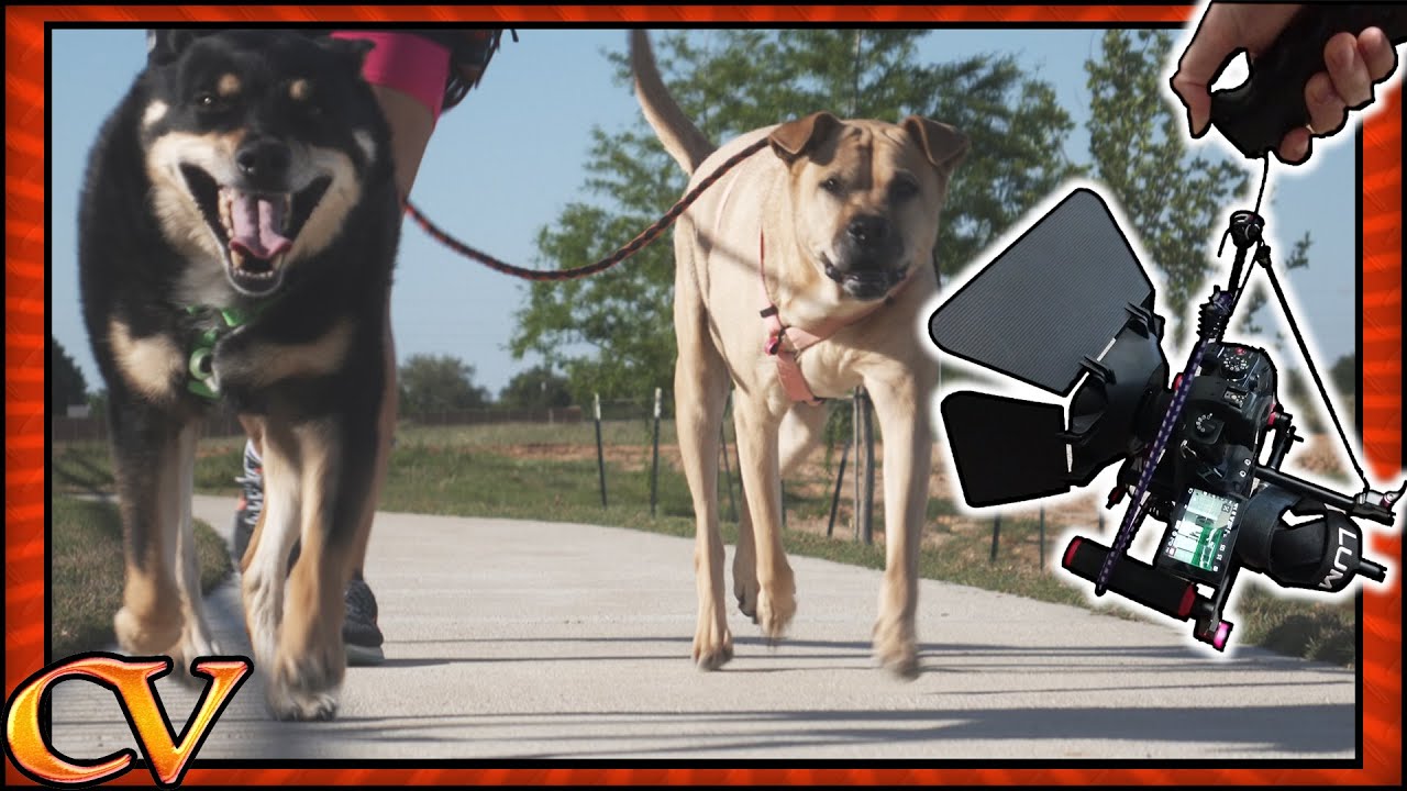 Rigged up a makeshift gimbal and walked the dogs! 🎥 #CrahenVLOG