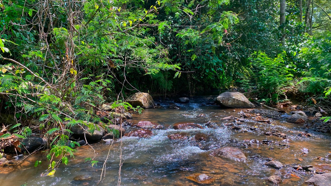 Overcome Fatigue with Soothing Water Stream Sounds Over Rocks in a Peaceful Forest Creek Ambience