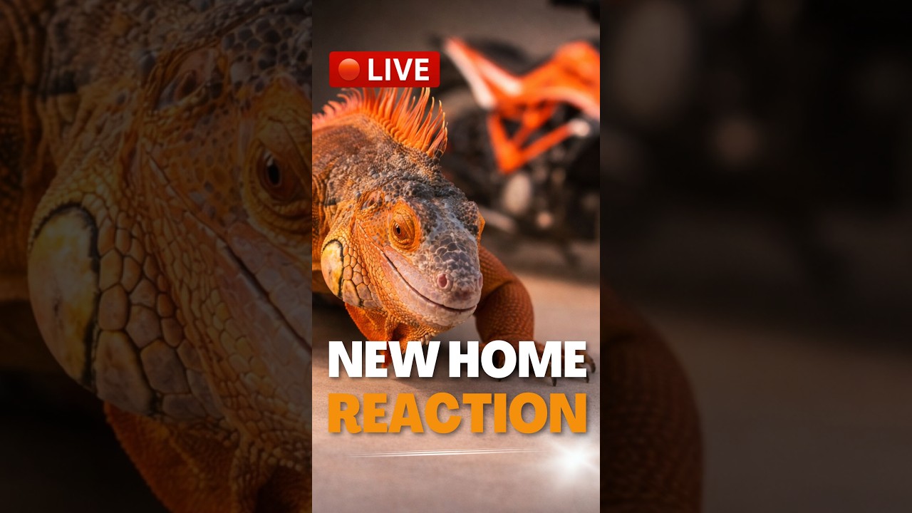 LIVE: Hector’s First Day in a New Home | Red Iguana Reaction to Move & New Environment #pet #lizard