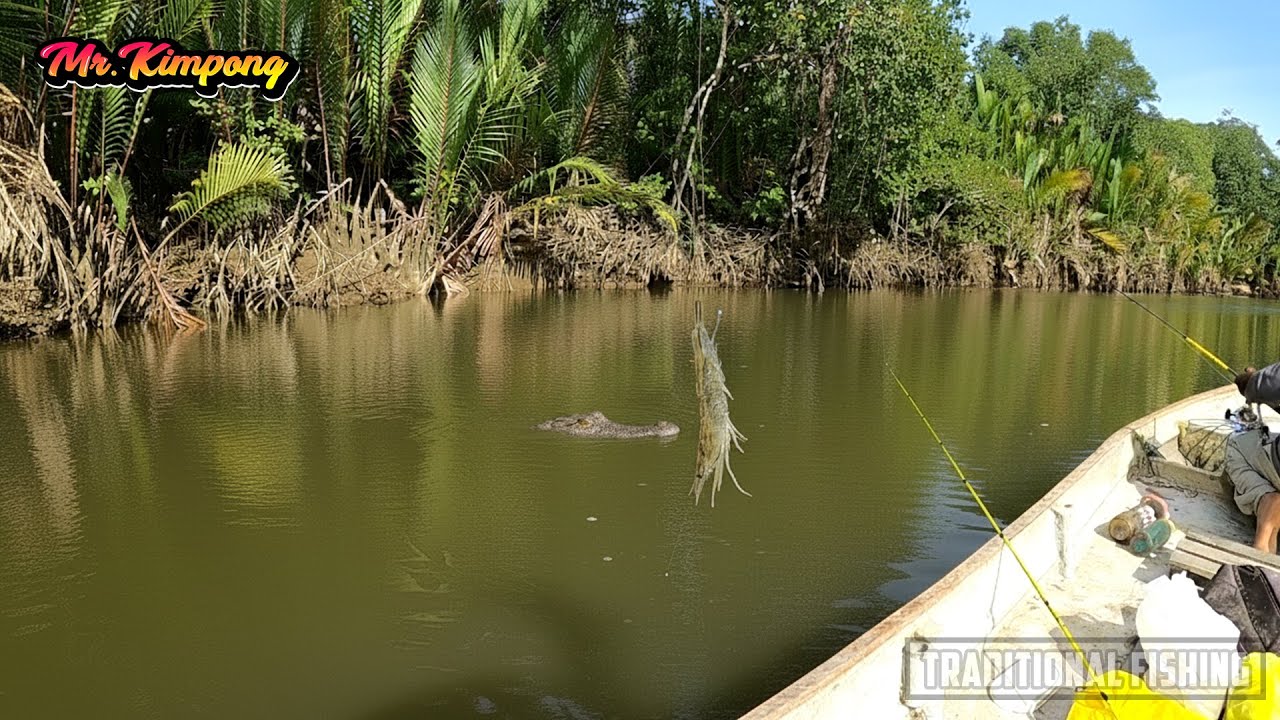 🤯AWALNYA KETEMU BUAYA‼️Lempar Udang Hidup, 8 KAKAP LANGSUNG NYUUUT (Longsoran Bakau)