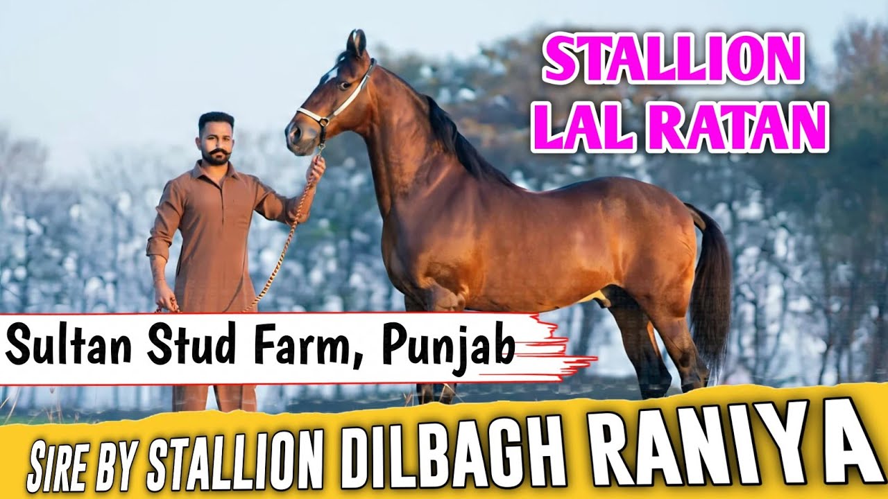 STALLION LAL RATAN || SULTAN STUD FARM, PUNJAB || EXPLORING GUJARAT 94 ||