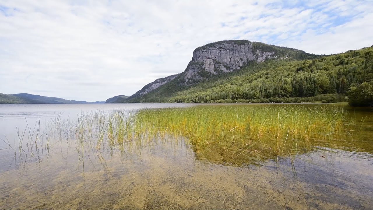 La semaine verte | Forêt boréale à protéger