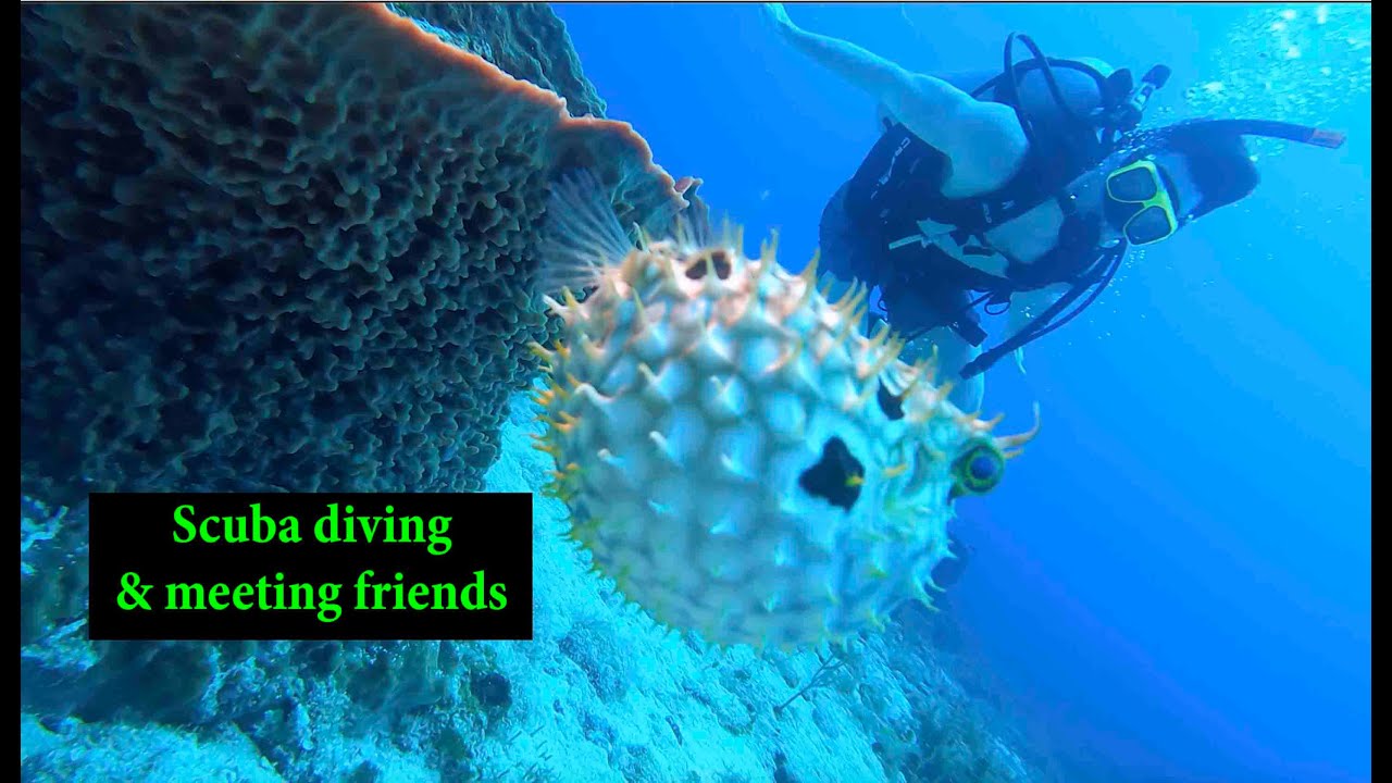 Scuba diving and meeting friends in Jamaica 2025 with Jason George Photography