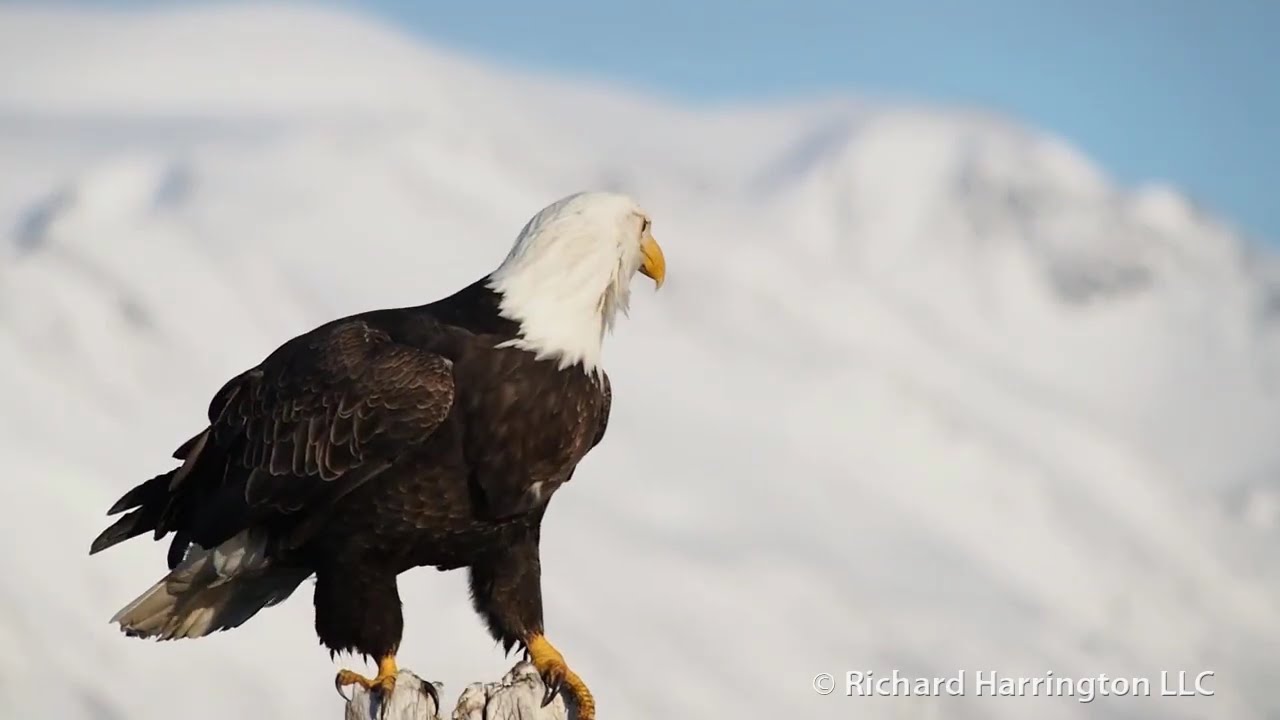 Eagle project | School video