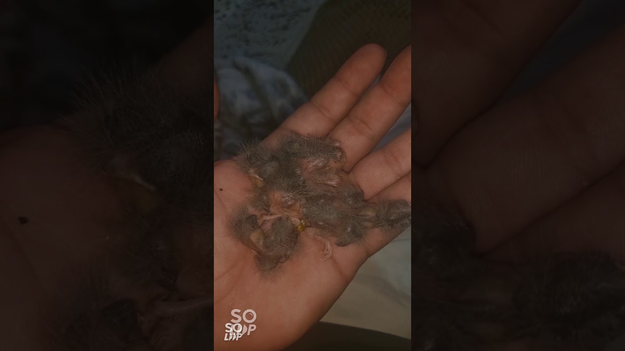 Mulet serin cini  هجين السورا (البسبوس .السمريس) من الفقص حتى الفطام