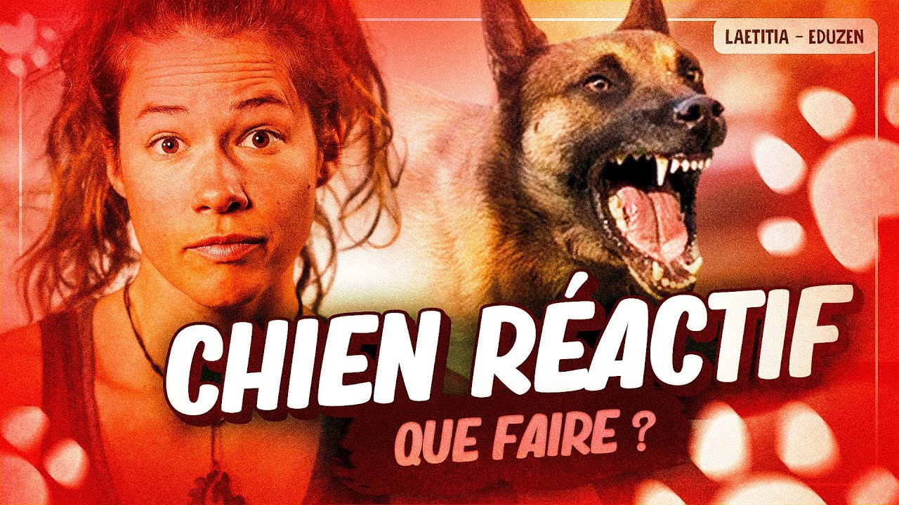 10 clés pour vivre avec un chien réactif | Laetitia Gonnon - Eduzen