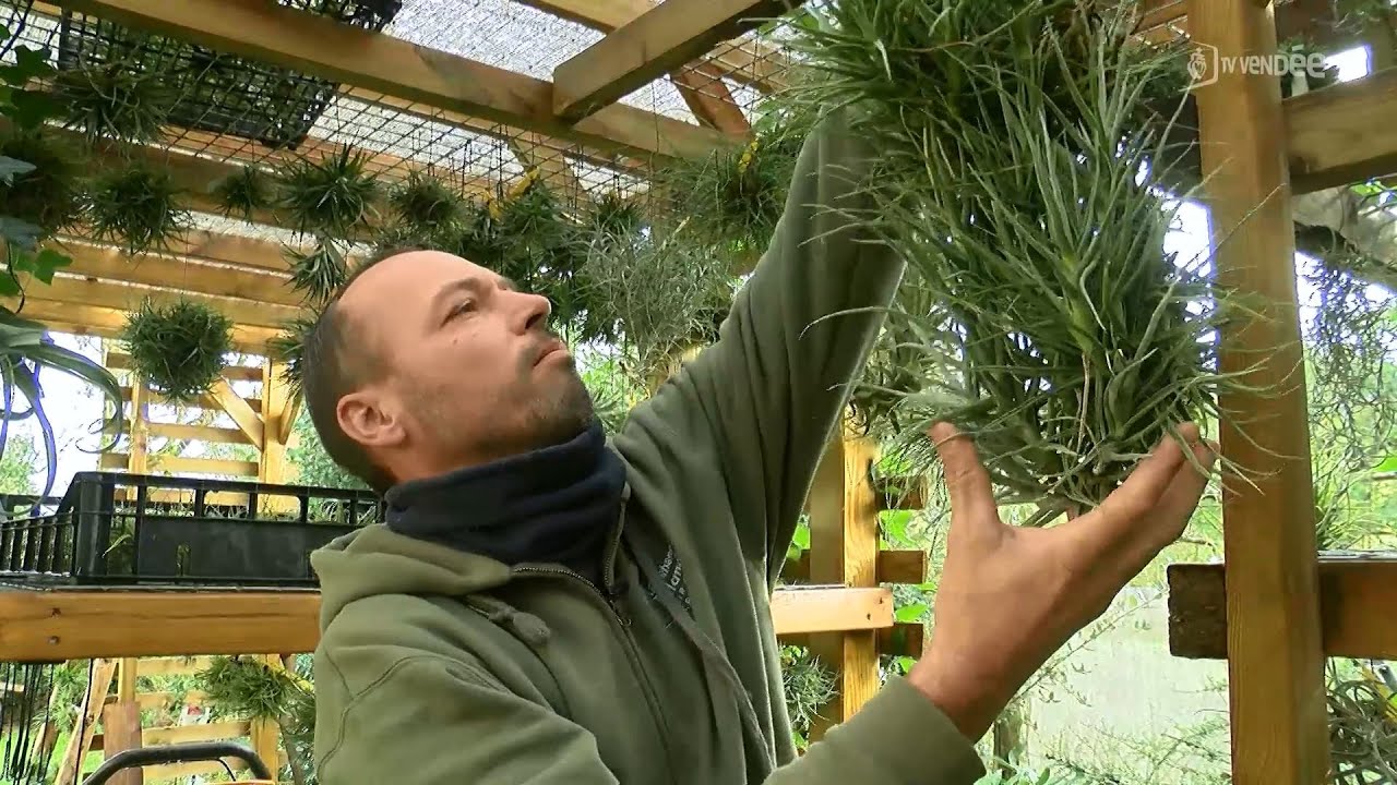 Ce vendeur de tillandsia se prépare pour les marchés de Noël