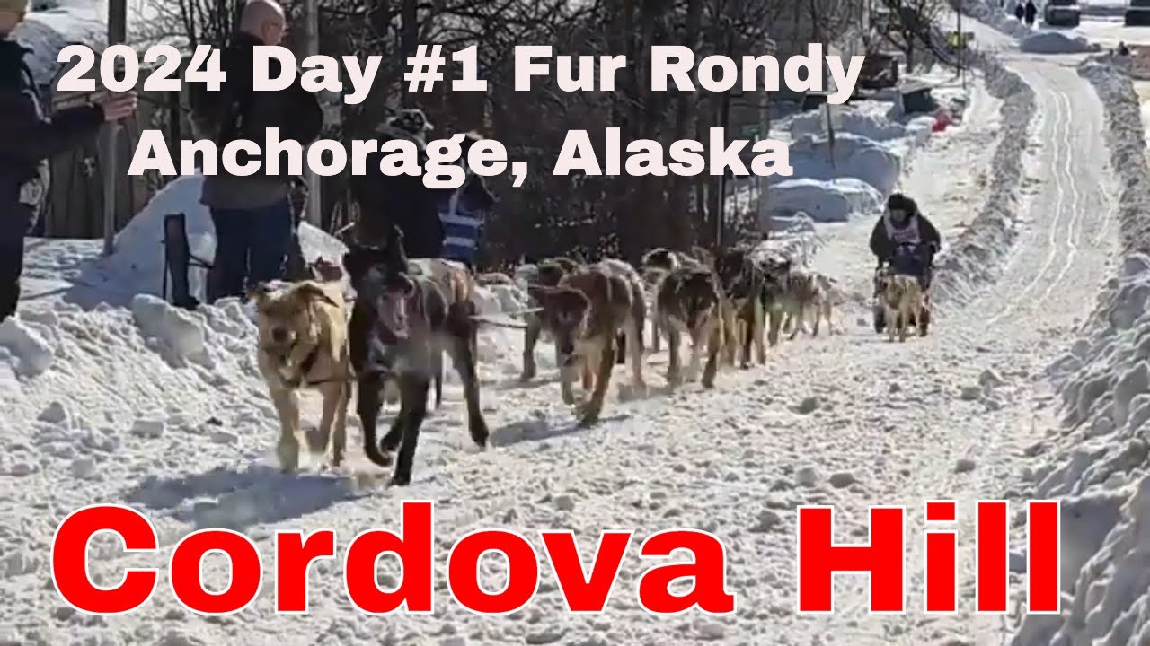 Live - Cordova Hill Day #1 Official 2024 Fur Rondy Open World Campionship Sled Dog Footage #sleddogs