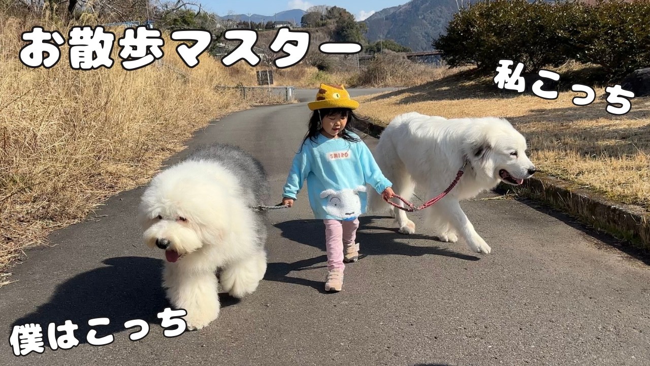 【信頼】超大型犬達を手懐ける３歳児、２頭同時のお散歩を完全にマスターしました…！｜グレートピレニーズ&オールドイングリッシュシープドッグ&トイプードル