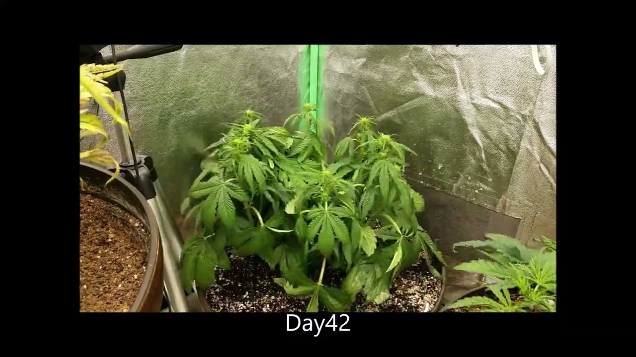 Timelapse of Zkittlez Auto from Fastbuds