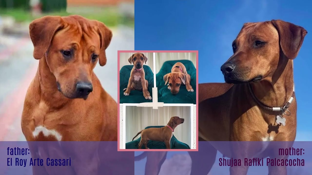 IRIS the Ridgeback | 2025 some clips
