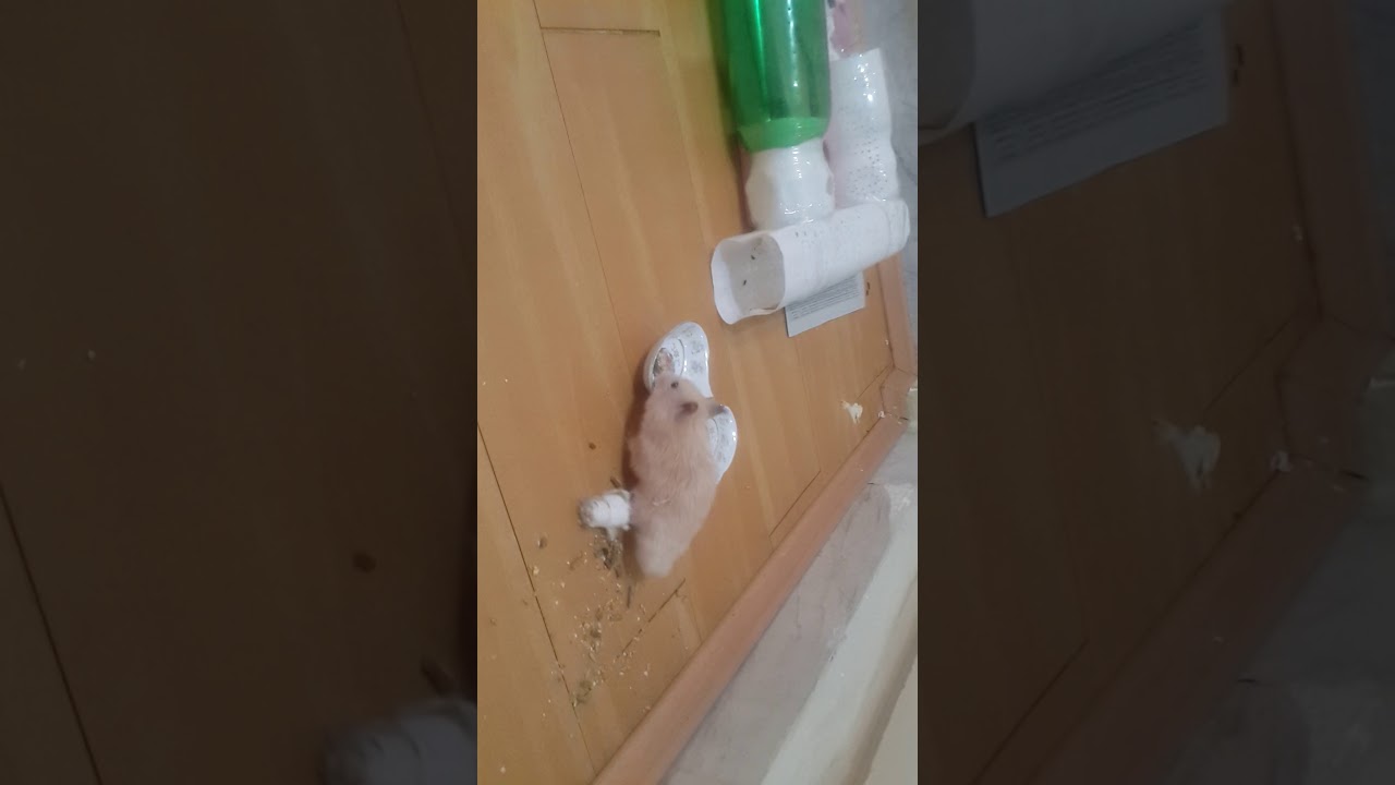 Cute hamster that broken leg .  همستر زیبای من پاش شکسته
